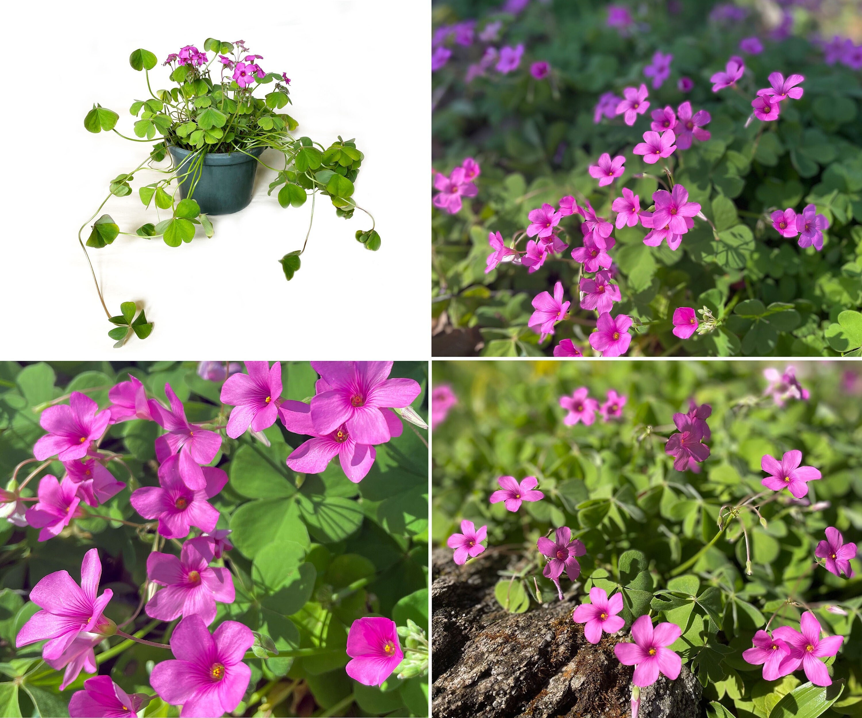 Carbeth Plants Oxalis Spiralis 'Crazy Pink' - Hardy Perennial With Pink Foliage & Yellow Flowers (2 Plants)-815325