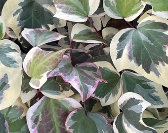 Algerian Ivy, Variegated Ivy, Hedera canariensis, Canarian ivy, Draping Trailing Vine Containers, House Plant, Evergreen Ground Cover