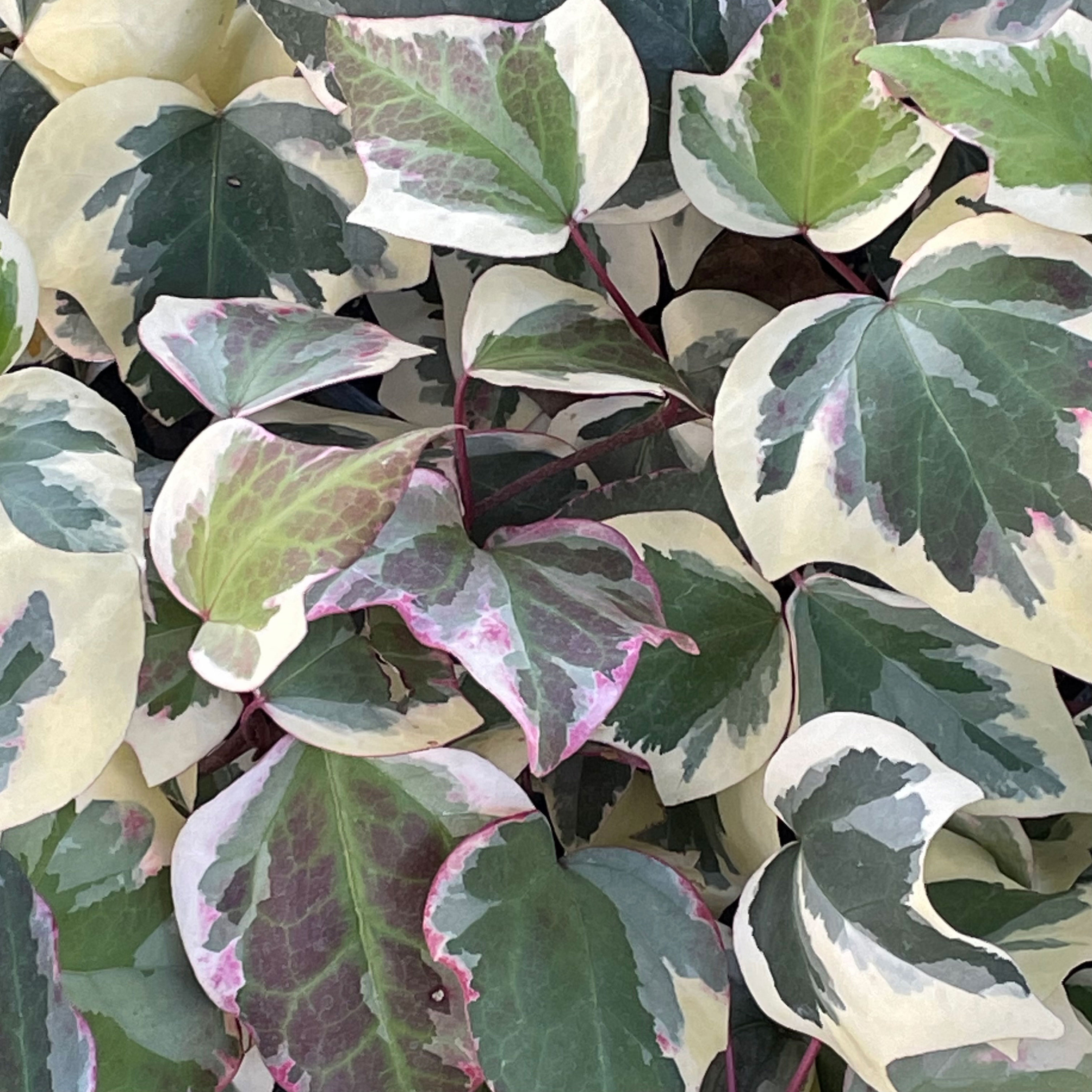Algerian Ivy Variegated Ivy Hedera Canariensis Canarian Etsy Australia