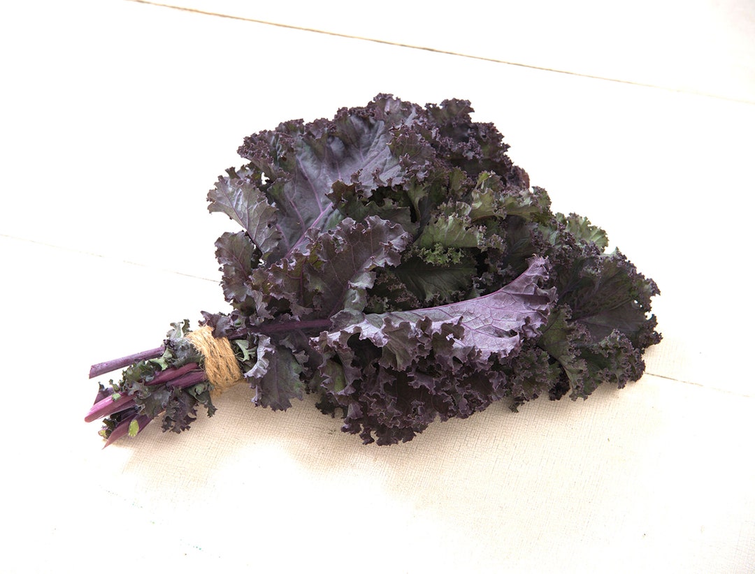 Kale Seeds, Brassica Oleracea, Scarlet Red to Purple Colored Kale