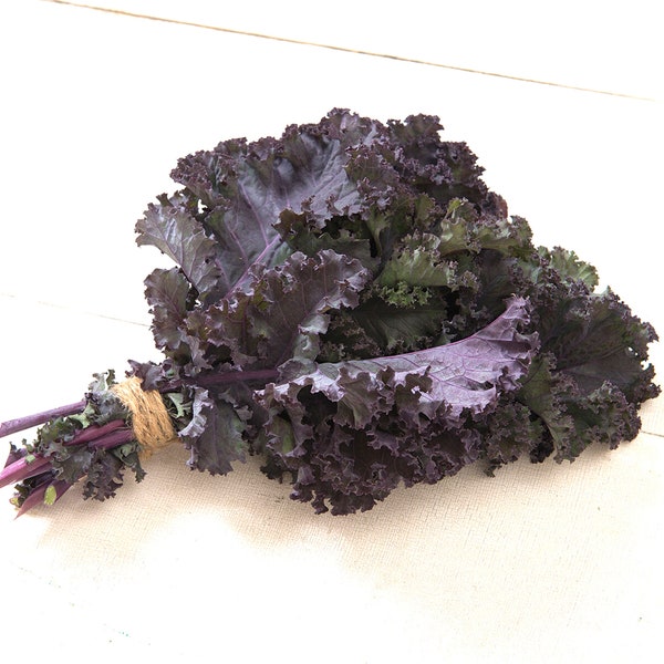 Kale Seeds, Brassica oleracea, Scarlet Red to Purple Colored Kale, Frilly Leaf Salad Mix, Salad Greens Grow Your Own, Baby Leaf