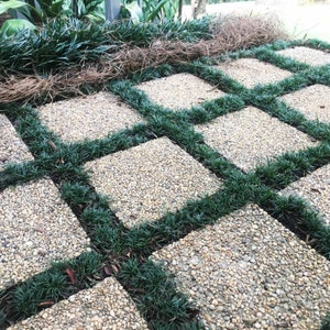 Dwarf Mondo Grass, Evergreen Mondo Grass, Ophiopogon japonicus, Low Growing Grass Alternative