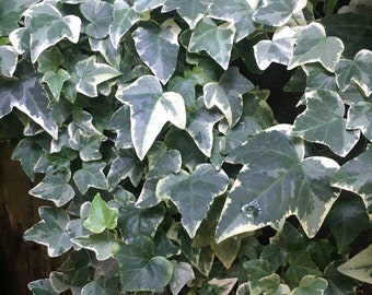 English Ivy 'Glacier', Variegated English Ivy Hedera helix , Live Ivy Plant, Shade Ivy landscape or house plant, drought tolerant