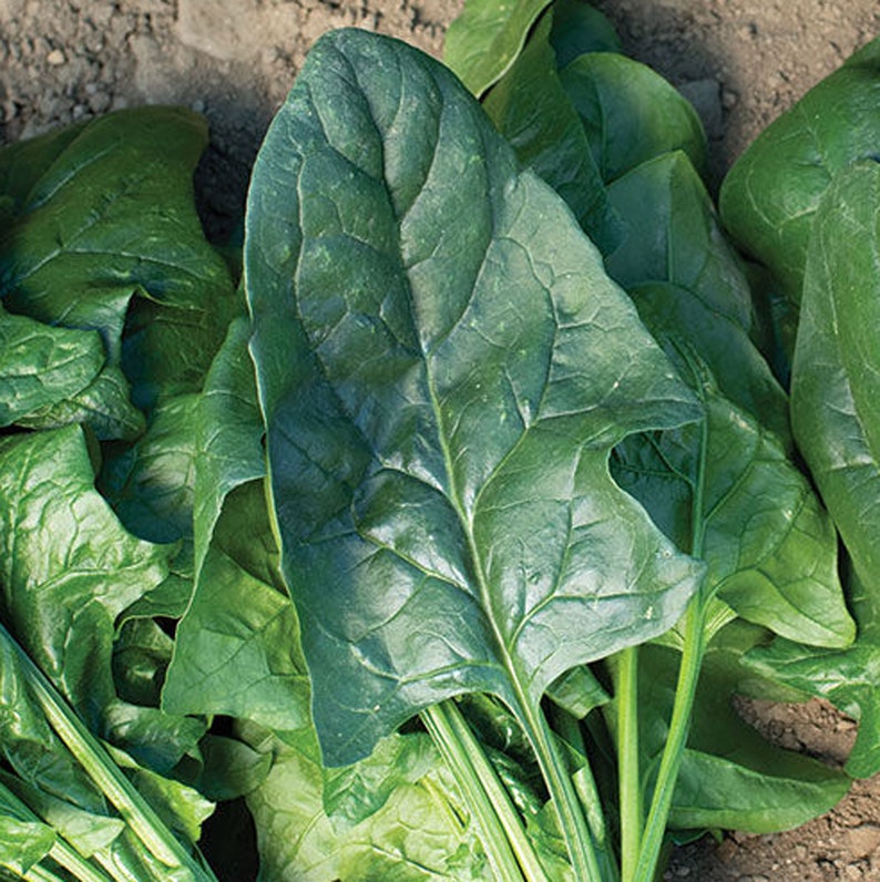 Smooth Leaf Spinach Seeds 'flamingo Impr.' Spinacia Etsy