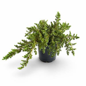 May include: A small, green juniper plant in a black plastic pot. The plant has a dense, bushy appearance with needle-like leaves. The pot is round and sits on a white background.
