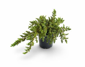 Enebro azul de la costa del Pacífico – Perenne colgante – Juniperus conferta – Perfecto para jardineras, macetas y como cobertura del suelo.