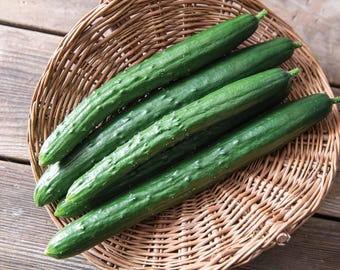 Sashimi Cucumber Seeds, Japanese Variety, gynoecious and parthenocarpic, Seedless Cucumber