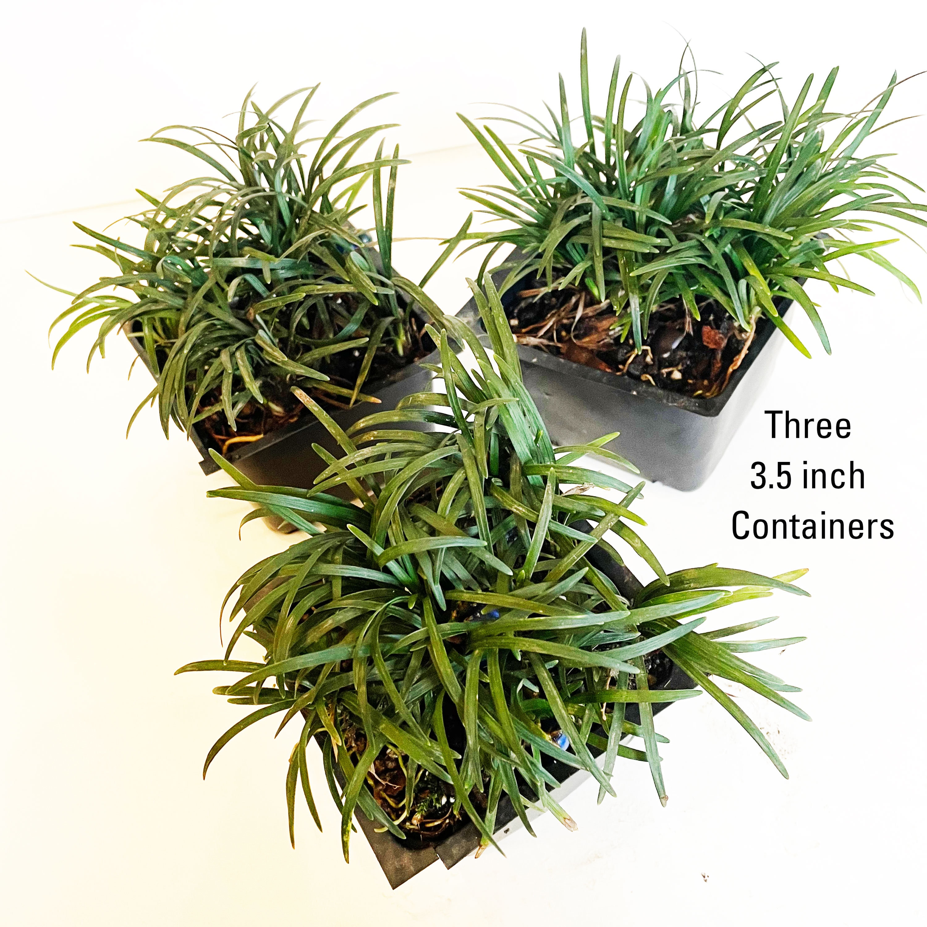 Dwarf Mondo Grass: Evergreen Ground Cover, Shade or Sun - Etsy