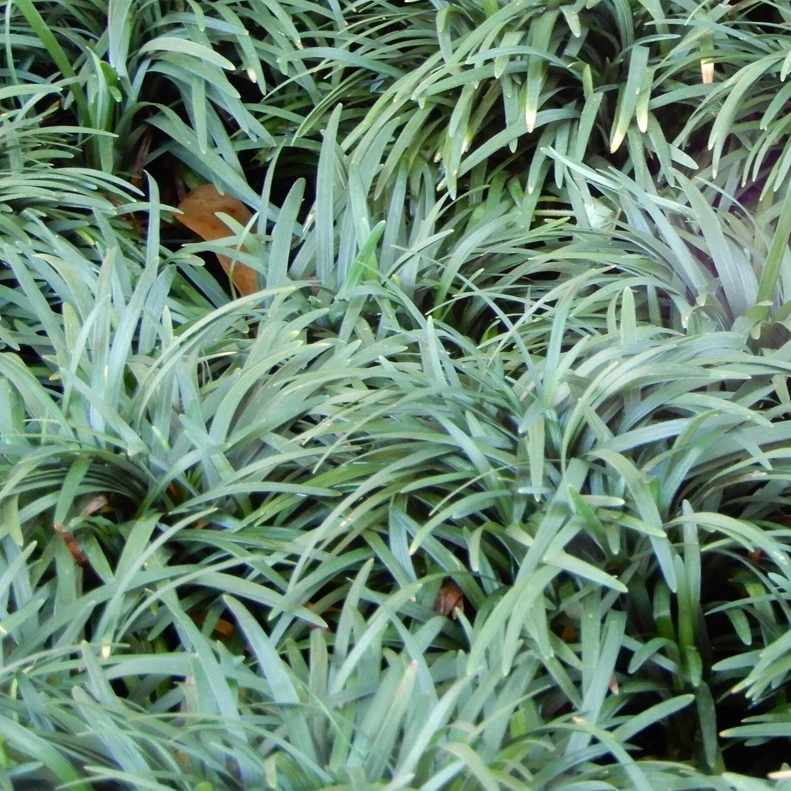 Dwarf Mondo Grass, Evergreen Mondo Grass, Ophiopogon Japonicus, Low