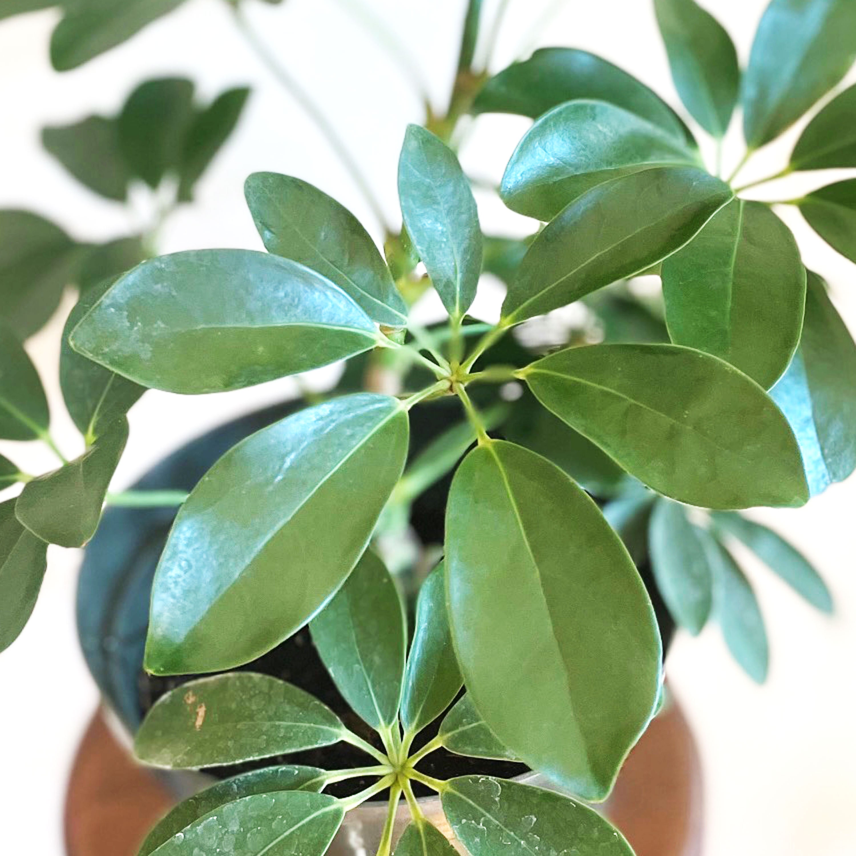 Schefflera Umbrella Plant: Tropical Air Filtering Houseplant (7 Inch ...