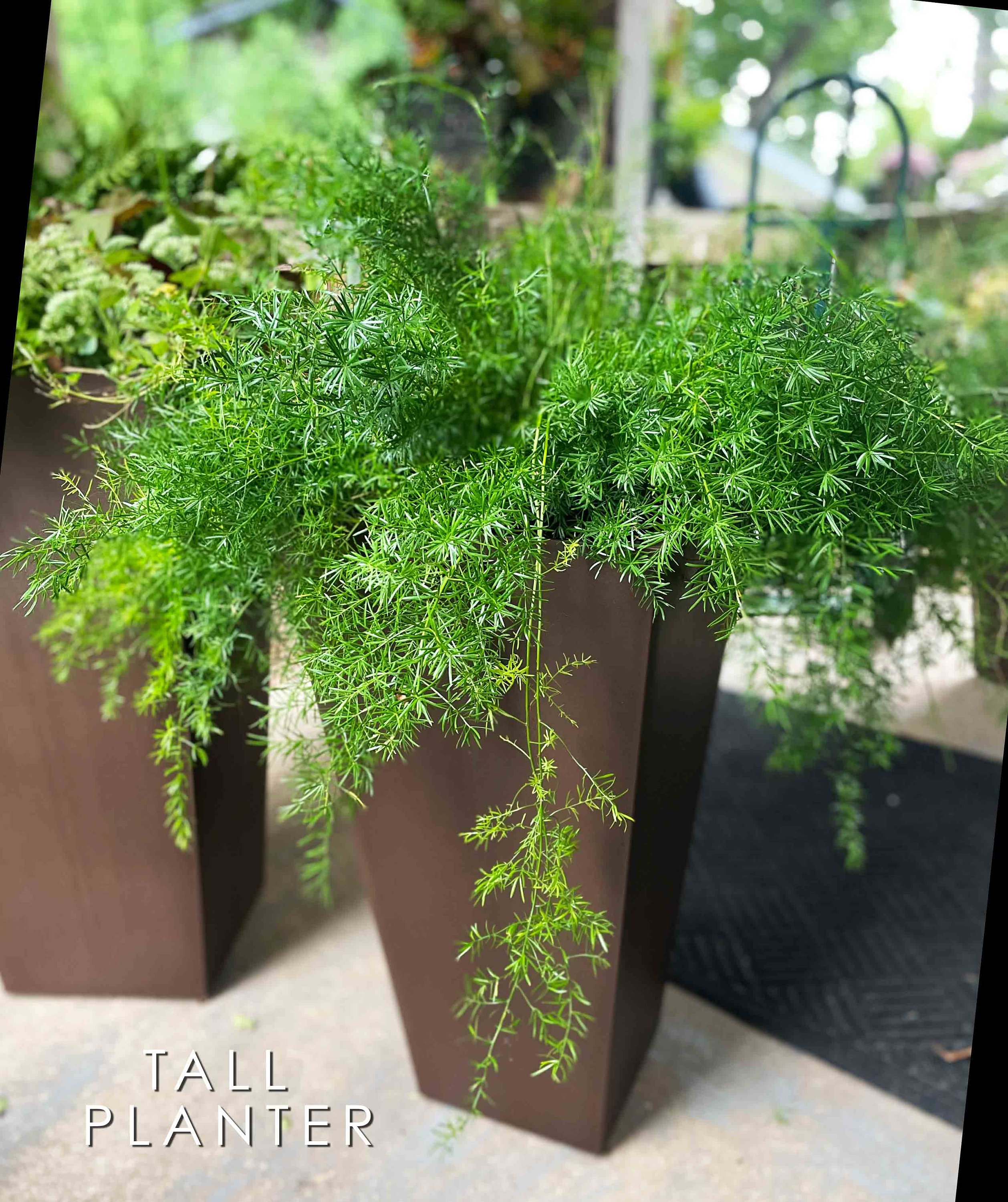 Large Asparagus Fern: Live Hanging Basket, Lush Greenery - Etsy