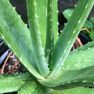 Aloe Vera Plant, Succulent Aloe Vera Variety, Healing Properties of Aloe, Great house plant and Container Plant for the Garden, Medicinal