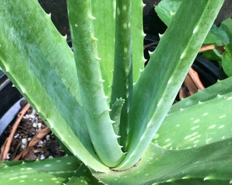 Aloe Vera Plant, Succulent Aloe Vera Variety, Healing Properties of Aloe, Great house plant and Container Plant for the Garden, Medicinal