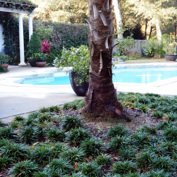 Monkey Grass Around Trees
