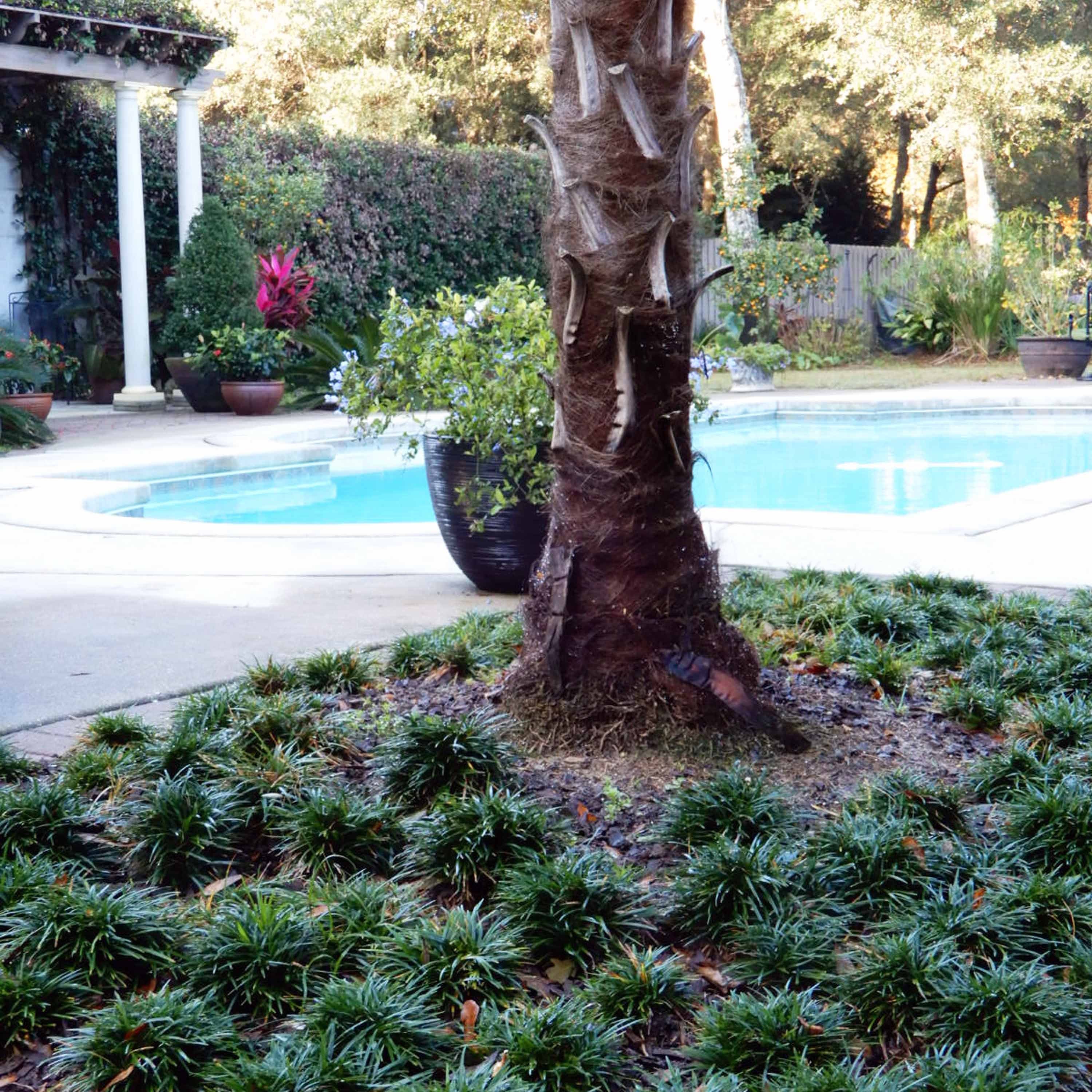 Dwarf Mondo Grass: Evergreen Ground Cover, Shade or Sun - Etsy