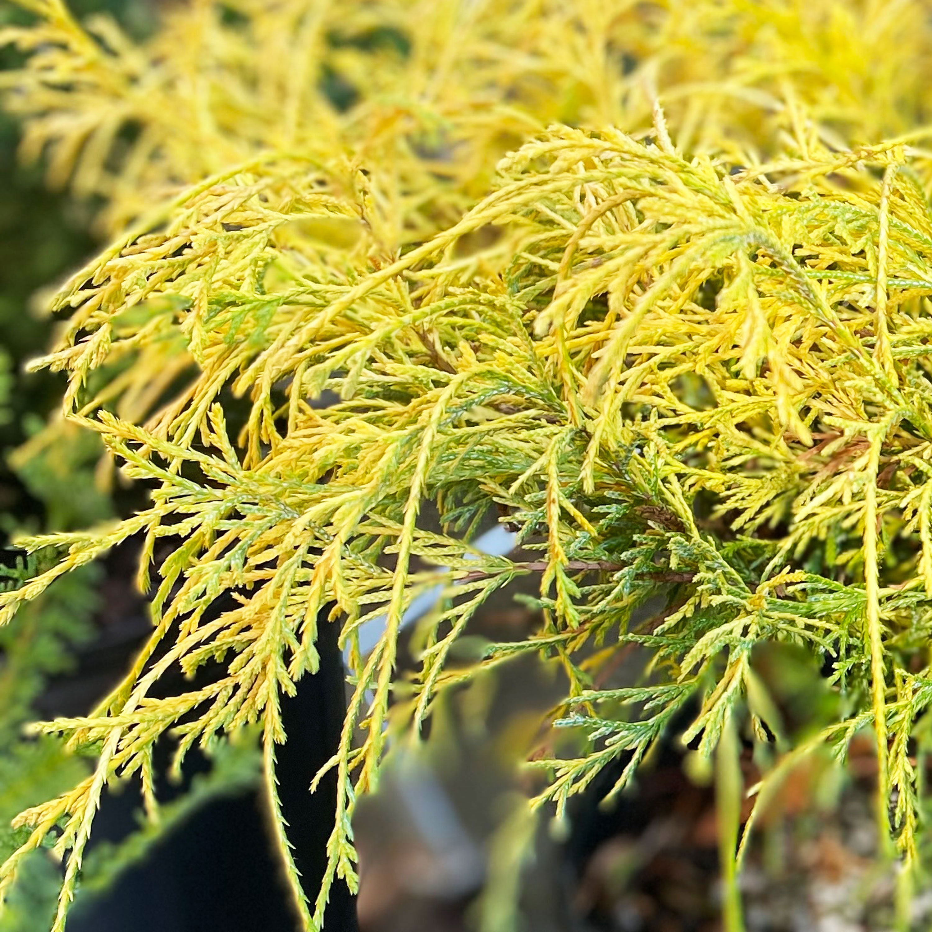 Dwarf Gold Mop False Cypress: Yellow Evergreen Conifer Shrub - Etsy