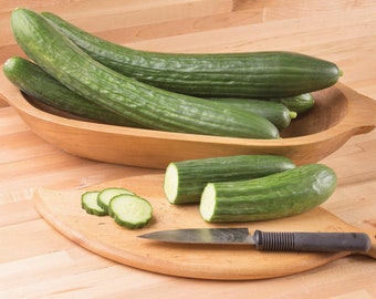 Poniente Cucumber Seeds, Grow Gourmet Cucumber Plant, Exceptional Eating Quality Cucumbers with Long, Straight Fruit