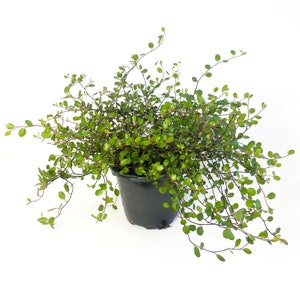 Creeping Wire Vine, Angelvine, Muehlenbeckia complexa, Draping Tiny Leafed Vine, Trailing Topiary Live Plant