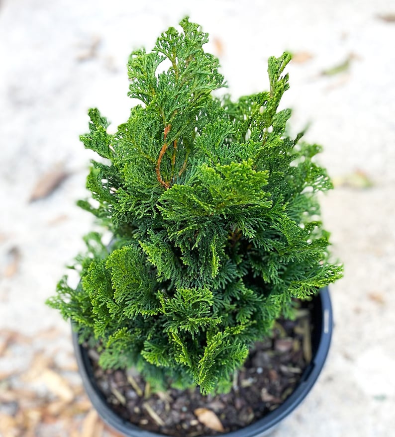 Dwarf Hinoki Cypress Tree, Chamaecyparis obtusa Nana Gracilis, Nana Gracilis False Cypress image 1