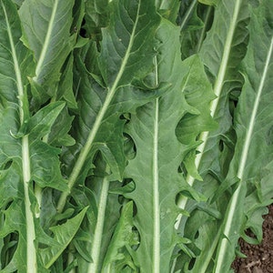 Italian Dandelion Seeds, Chicory, Cichorium intybus, Cool Weather Greens for Salad Mix, Healthy Greens and Flower
