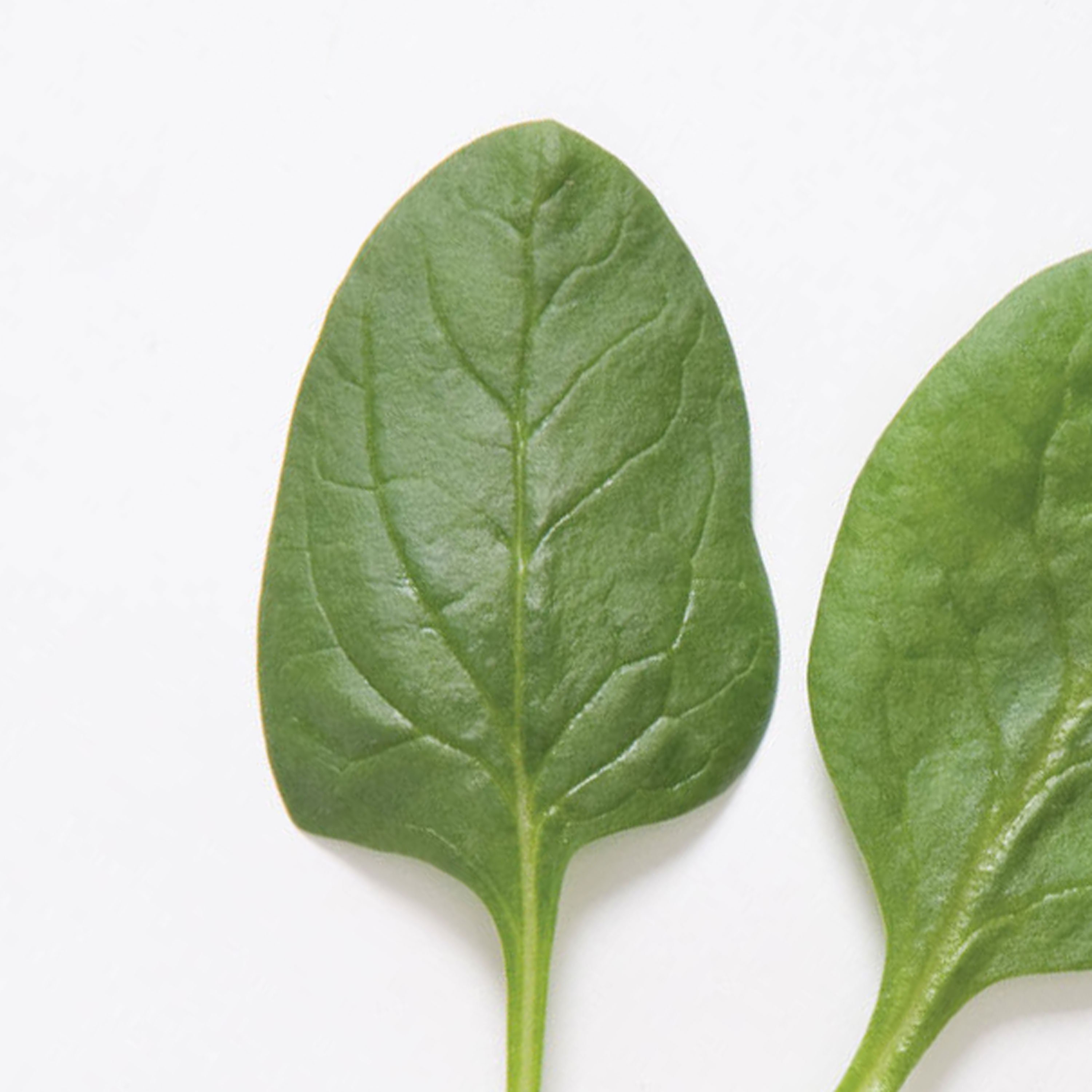 Smooth Leaf Spinach Seeds 'space' Spinacia Oleracea Etsy
