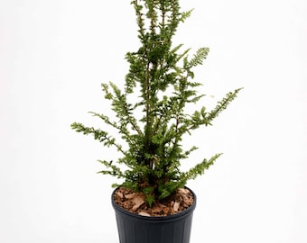 Live Fernspray False Cypress Plant, Evergreen Conifer Tree, Chamaecyparis obtusa Filicoides