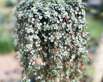 Pilea Aquamarine, Pilea Glauca, Red Stem Draping and Trailing Tiny Leaf Live Plant with Long Growth, Hanging Basket