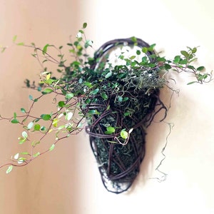 May include: A green plant growing in a brown woven basket hanging on a white wall.