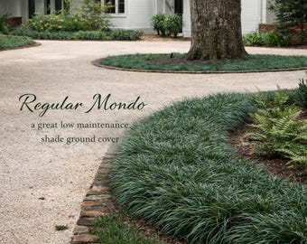 Mondo Grass: Evergreen Ground Cover - Drought Tolerant Border Plant