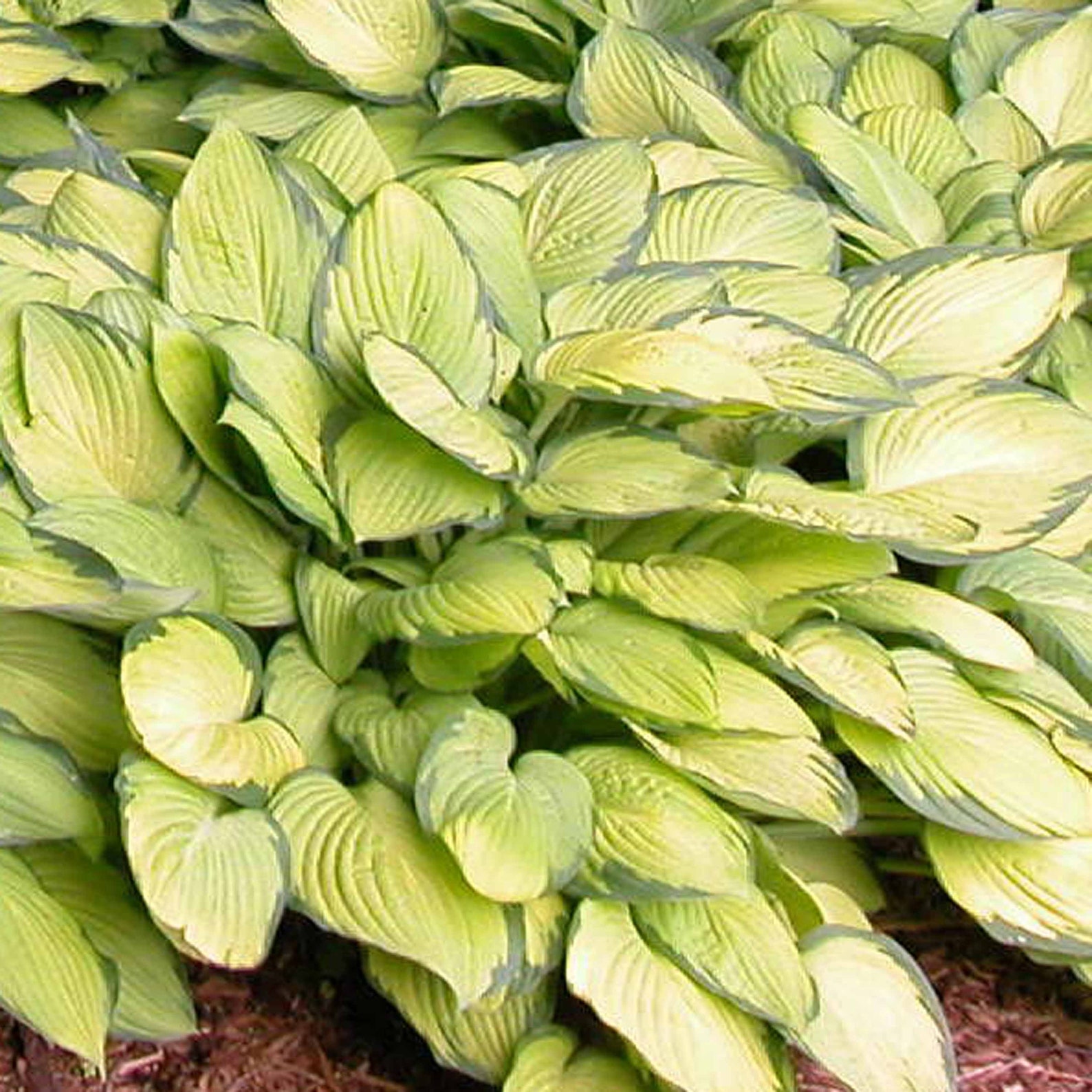 Gold Standard Hosta Classic Hosta Perennial Shade Plant Live Etsy