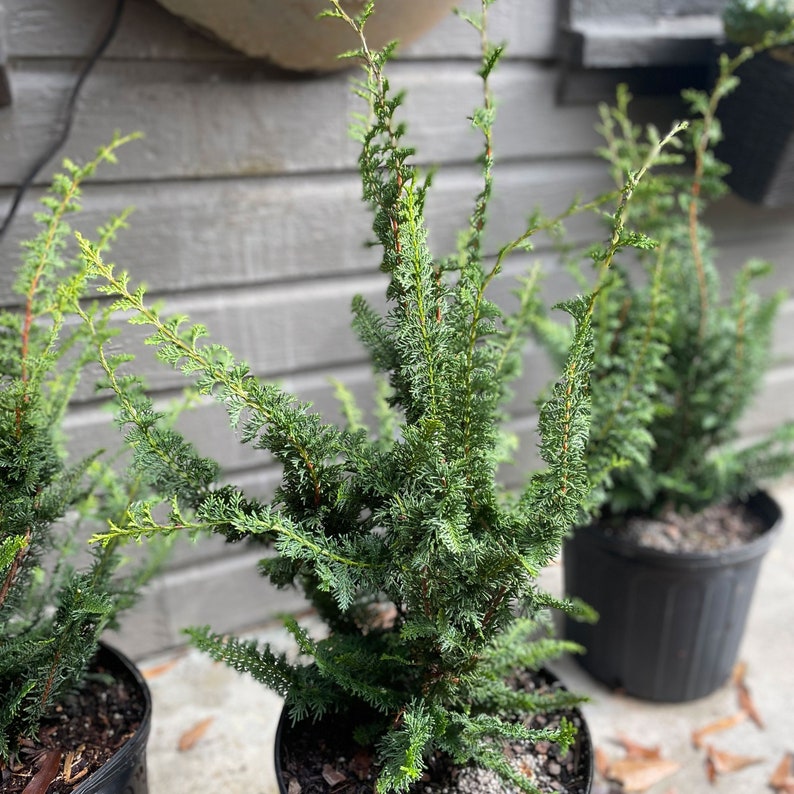 Fernspray False Cypress Live Plant Chamaecyparis Obtusa Etsy