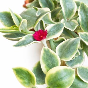 Aptenia Cordifolia, Dorotheanthus variegado, planta suculenta rastrera variegada con flores rojas imagen 1