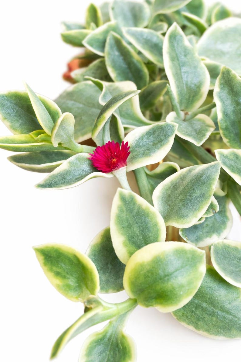 Aptenia Cordifolia, Dorotheanthus variegado, planta suculenta rastrera variegada con flores rojas imagen 1