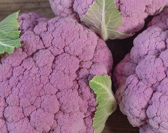 Pink to Light Purple Cauliflower Seeds, Brassica olearacea, 'Lavender', Fall & Summer Producing Colored Cauliflower