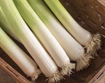 King Richard Leek Seeds: Gourmet Cooking, Home Garden (40 Seeds)