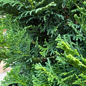 Dwarf Hinoki Cypress Tree, Chamaecyparis obtusa Nana Gracilis, Nana Gracilis False Cypress image 4