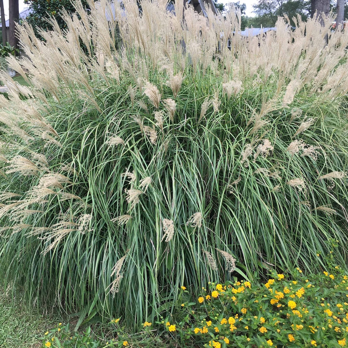 Adagio Maiden Grass Miscanthus Sinensis 'adagio' Etsy