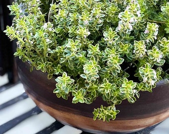 Lemon Thyme, Thymus citriodorus, Thyme Live Herb Plant, Cooking Herb & Variegated Draping Ornamental