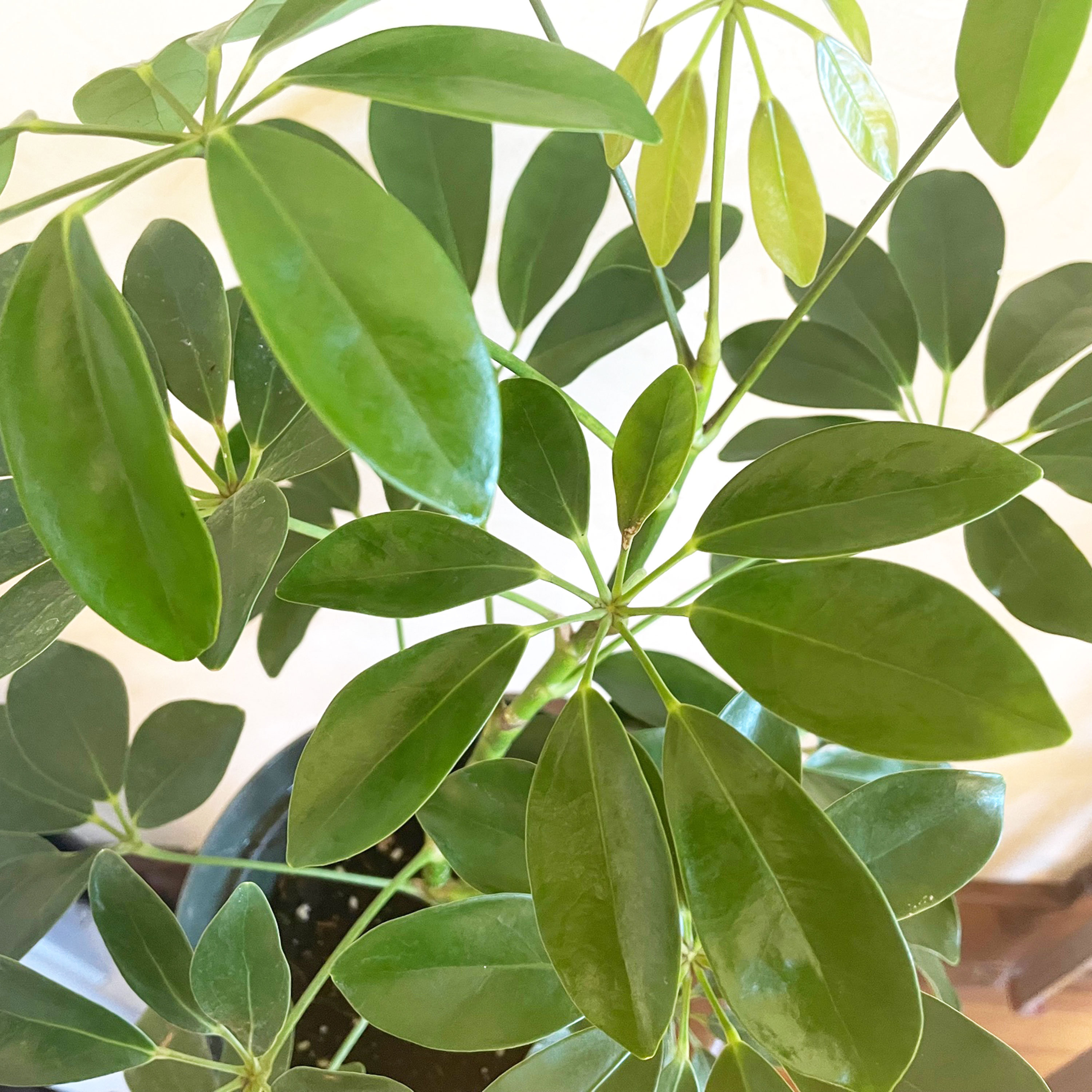 Schefflera Umbrella Plant: Tropical Air Filtering Houseplant (7 Inch ...
