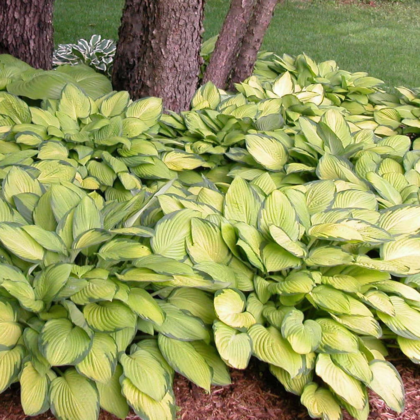Gold standard hosta classic hosta perennial shade plant live etsy