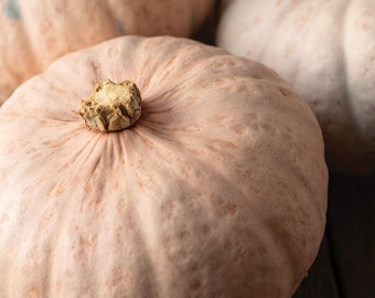 Winter Squash Seeds, Kabocha Winter Blush Organic Winter Squash, Cool Season Squash, Organic Seeds Pale Pink Fruit, Beautiful Kabocha