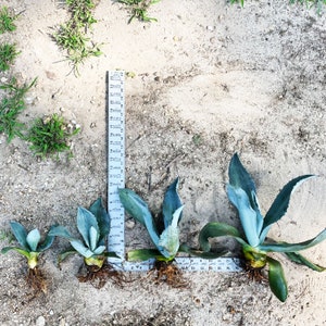 Blue Agave Plant, Agave Americana, bare root, live plant, large succulent image 3