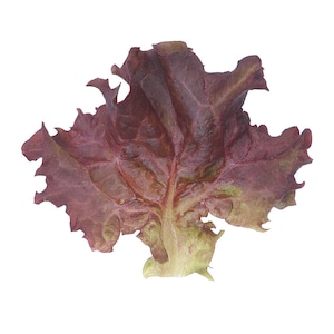Organic Lettuce Seeds, Leaf Lettuce &#39;Lollo, Dark Red Leaf Lettuce Salad Mixes, Colored Leaves, Vegetable Garden