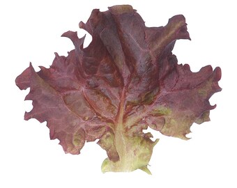 Organic Lettuce Seeds, Leaf Lettuce 'Lollo, Dark Red Leaf Lettuce Salad Mixes, Colored Leaves, Vegetable Garden