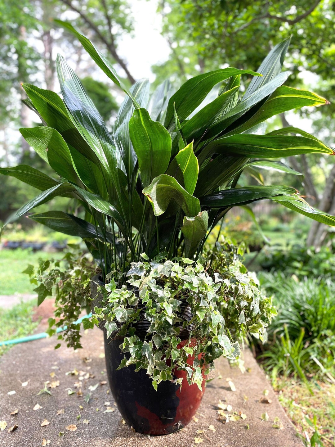 Cast Iron Plant Aspidistra