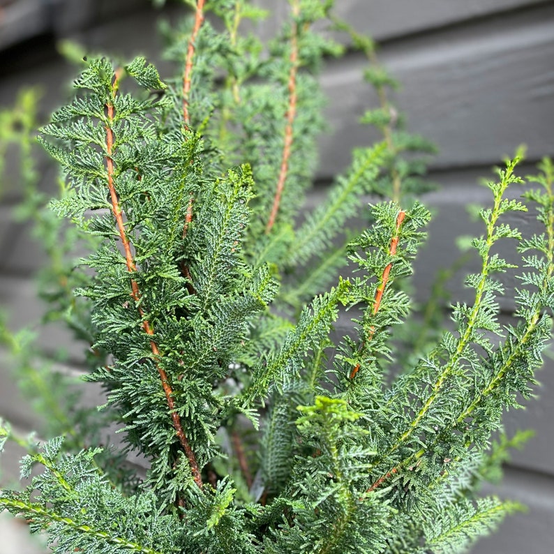 Fernspray False Cypress Live Plant Chamaecyparis Obtusa Etsy