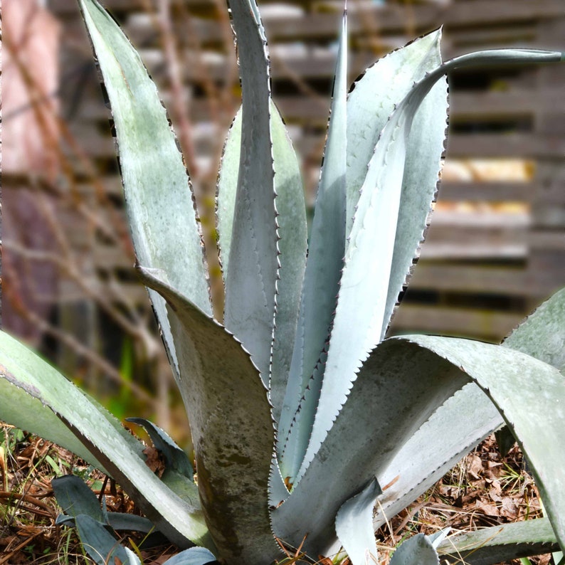 Blue Agave Plant, Agave Americana, bare root, live plant, large succulent image 2