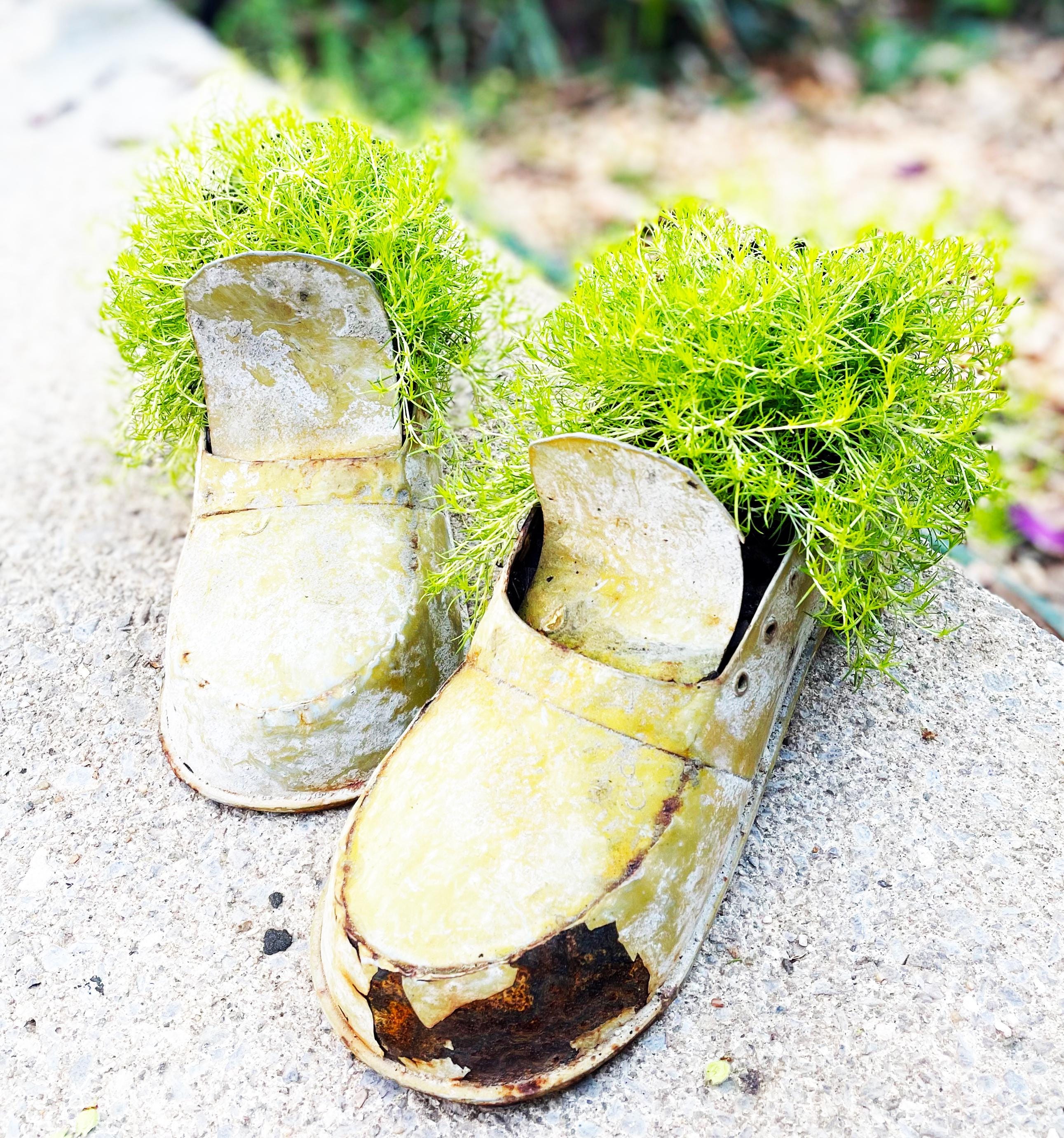 Creeping Moss, Sagina Subulata Aurea, Bright Yellow Green Soft Ground Cover, Easy to Grow