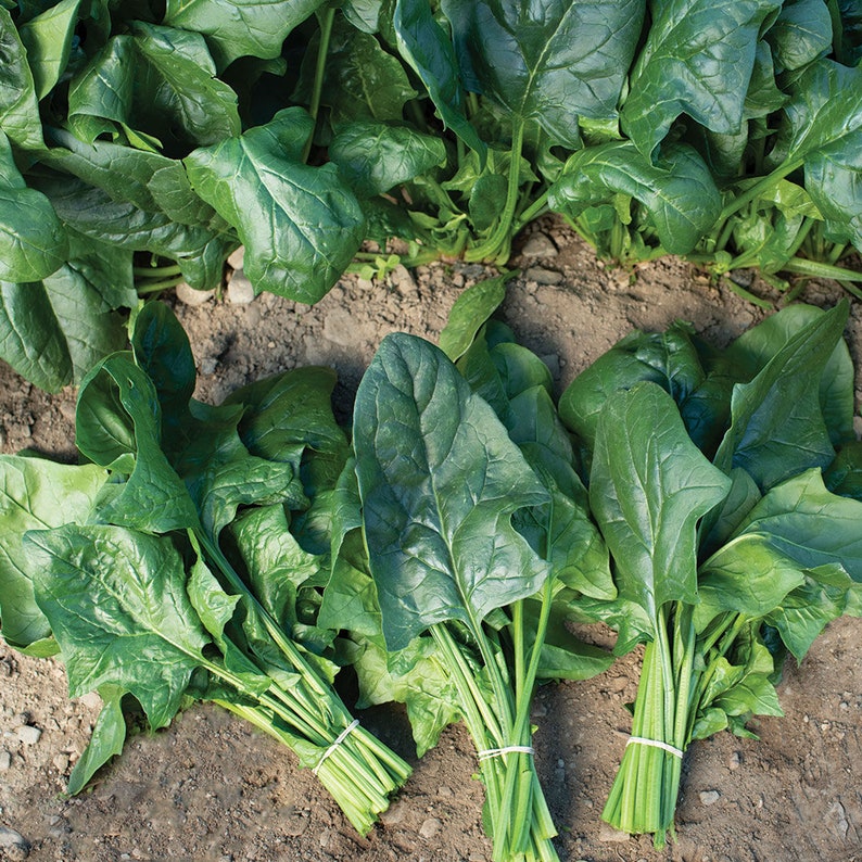 Smooth Leaf Spinach Seeds 'flamingo Impr.' Spinacia Etsy