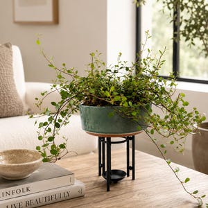 Original Angel Vine Planter with Metal Stand | Live Houseplant | Glazed Stoneware Pot | Modern Apartment Plant Decor | One of a Kind Gift
